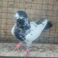 کفتر پرش سنگین دو رقمی