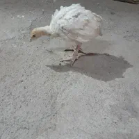 جوجه و بوقلمون