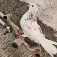 کفتر|پرنده|قم, حاج زینل|دیوار