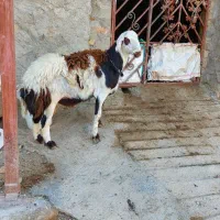 گوسفند. بره قوچ افشار|حیوانات مزرعه|بیرانوند, |دیوار