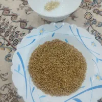 گندم بذری رقم دهدشت دوروم