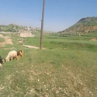 ۹عددمیش ۹عددبره فروش نقدی