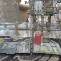 قفس پرنده قناری وسره|لوازم جانبی حیوانات|ملایر, |دیوار