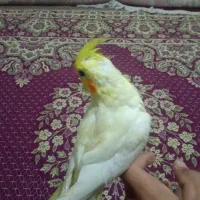 عروس هلندی