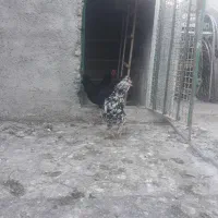 مرغ وخروسیک|حیوانات مزرعه|شهریار, دهشاد بالا|دیوار