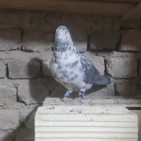 سوسکی درجه و یک