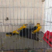 پرنده ..سرحال وخوشکل