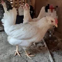 مرغ