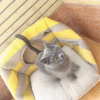 گربه اسکاتیش بریتیش|گربه|کرمان, |دیوار