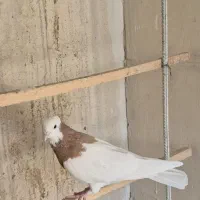 کبوترطوقی‌وپرشی