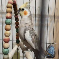 عروس هلندی بالغ