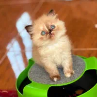 هیمالین کوچولو