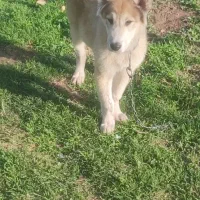 سلام . توله سرابی نر ۶۵روز|سگ|خاوران, |دیوار