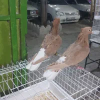 کفتر بی عیب|پرنده|شیراز, شهرک ولیعصر|دیوار