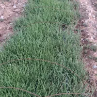 فروش ۶۰ متر نشا پیاز(بذر فلات قوطی)