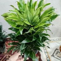 گلدان