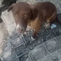 سگ توله قهوه ی|سگ|اطاقور, |دیوار