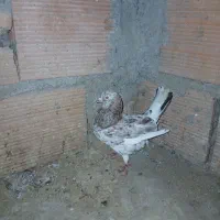 کبوتر سرور نر