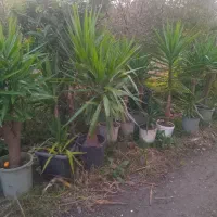 گل یوکا|گل و گیاه طبیعی|واجارگاه, |دیوار