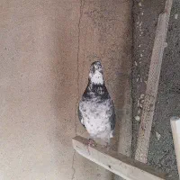 کبوتر|پرنده|نهاوند, |دیوار