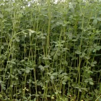 یونجه آمریکایی