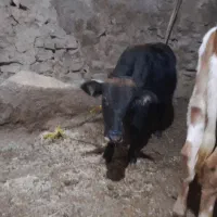 گاووگوساله  گوشت