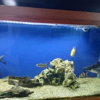 آکواریوم کامل با ماهی  یک چهارم قیمت