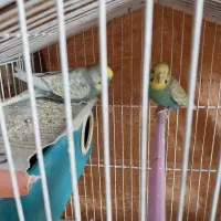 جفت مرغ عشق قیمت مناسب