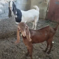 فروش بز پاکستانی و کره نر