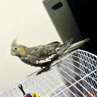 عروس هلندی دوماهه