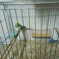 مرغ عشق رینبوبا جوجه و عروس نر