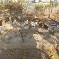 مرغ مصری سفید خالص و مرغ و خروس گلین‌اصل