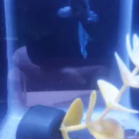 فروش انواع ماهی های زینتی خاص و کمیاب.