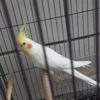 عروس هلندی نر