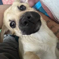 سگ پاگ