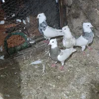 طوقی|پرنده|زاگرس, |دیوار