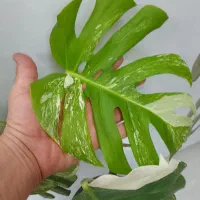 برگ انجیری ابلق|گل و گیاه طبیعی|تهران, تهرانسر شرقی|دیوار