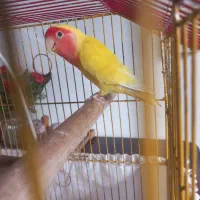 برزیلی هلوی|پرنده|سنگر, |دیوار