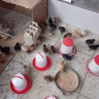 جوجه گلپایگان/ تخم گذار و گوشتی