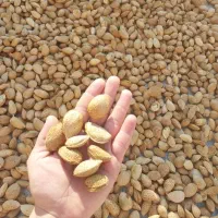 سنگی تازه شیرین