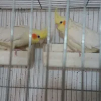 طوطی برزیلی نر و عروس هلندی|پرنده|یاسوج, |دیوار