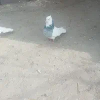 سه عددکبوتر|پرنده|همدان, |دیوار