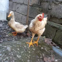 مرغ و اردک فروشی