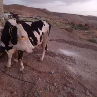 گاو سیمنتال شیری|حیوانات مزرعه|ماهنشان, |دیوار