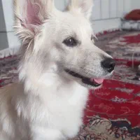 سگ تریر داشهوند تربیت شده فهمیده