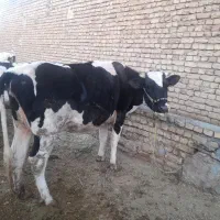 گاو و گوساله