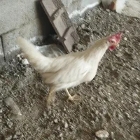 مرغ تخمگذار