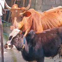 گاو باگوساله نر|حیوانات مزرعه|اطاقور, |دیوار