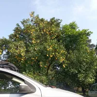 فروش پرتقال و نارنگی