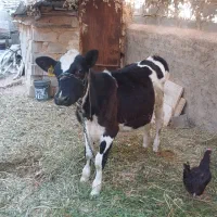 فروش گوساله ۷ ماهه